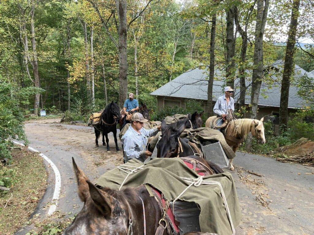 mules delivering supplies to home in western north carolina