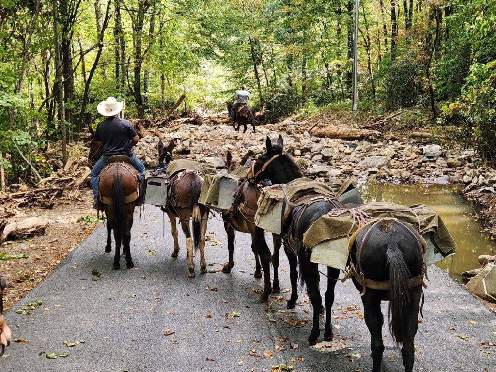 mules leaving pavement in western north carolina